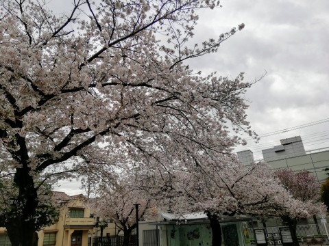 今年の桜～