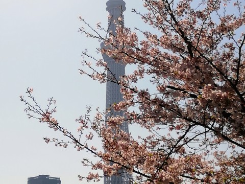 桜🌸まだもちました！