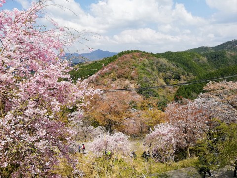 奈良の桜～