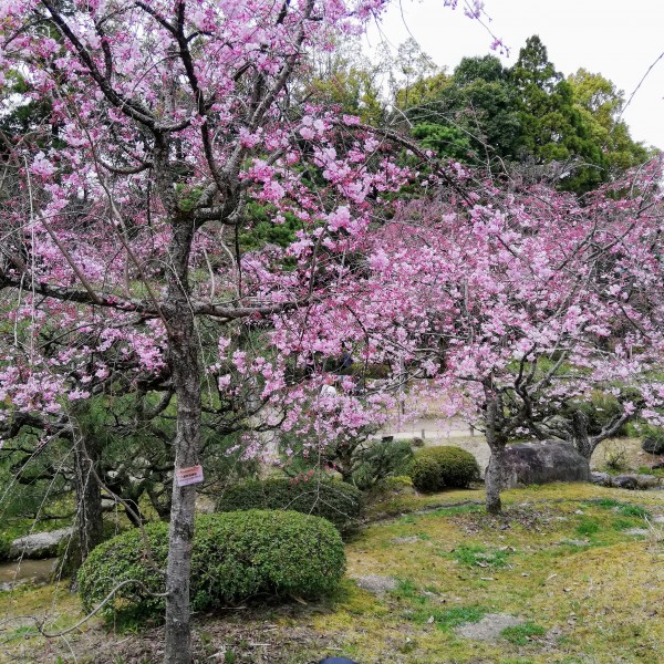 今年の桜～サムネイル