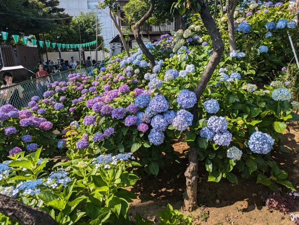 紫陽花ーサムネイル